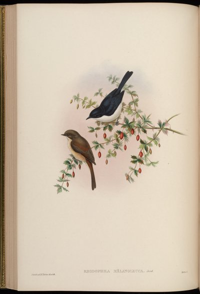 Rhodophila melanoleuca = Saxicola jerdoni ref von John Gould